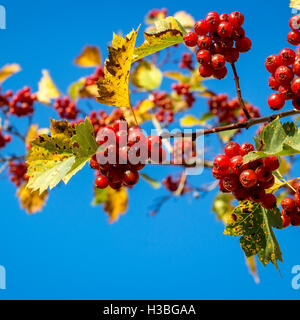 Helle Reifen Weißdornbeeren mit Blättern auf einem blauen Himmelshintergrund. Stockfoto