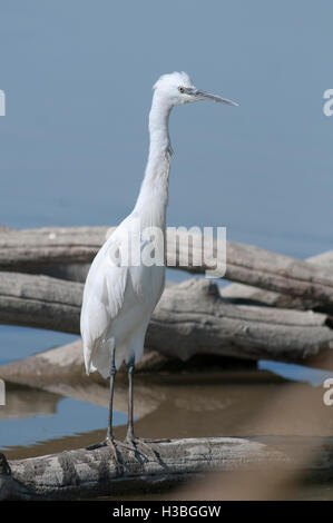 Porträt der Seidenreiher, Egretta Garzetta, Ardeidae, Erwachsenen thront auf einem Ast an einem sonnigen Tag. Stockfoto