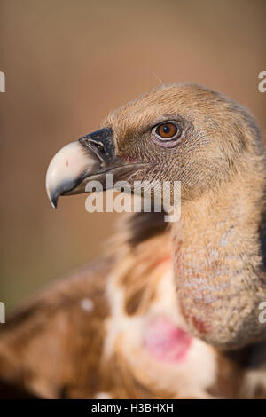 Gänsegeier, abgeschottet Fulvus in Pre-Pyrenäen in der Nähe von Solsona, Katalonien, Spanien-März Stockfoto