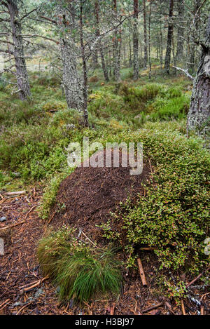 Alten verwilderten Ameisenhaufen von roten Ameisen Holz / Pferd Ameisen (Formica Rufa) machte der Nadeln im Wald Stockfoto