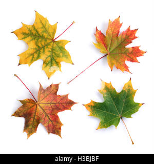 Sammlung von bunten Herbst Ahorn Blätter isolierten auf weißen Hintergrund Stockfoto