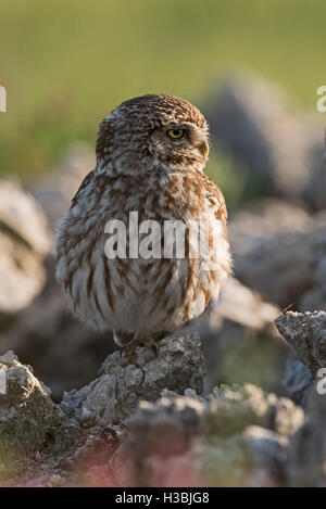 Steinkauz Athene Noctua Montgai Spanien April Stockfoto