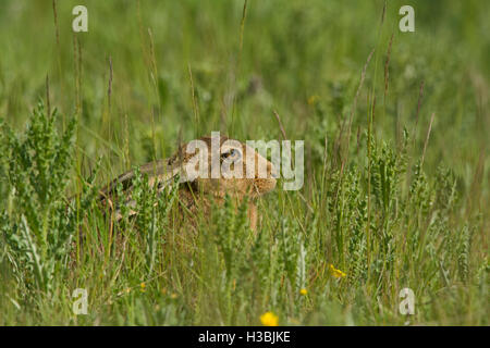 Brauner Hase Lepus Europaeus auf Wiese im Sommer North Norfolk Stockfoto