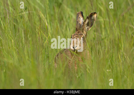 Brauner Hase Lepus Europaeus auf Wiese im Sommer North Norfolk Stockfoto