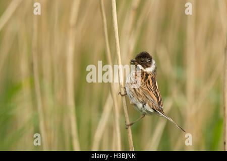 Reed Bunting Emberiza Schoeniclus weiblich Essen bringen, Titchwell RSPB Reserve Norfolk Juni nest Stockfoto