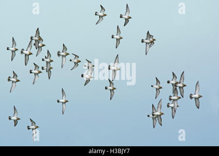 Golden Plover Pluvialis Apricaria Herde Cley Norfolk winter Stockfoto