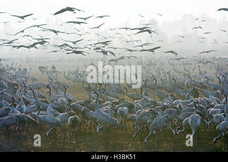 Kraniche, Grus Grus, Überwinterung im Hula Lake Park, im hebräischen bekannt als Agamon HaHula in Nordisrael das Hula-Tal. Stockfoto