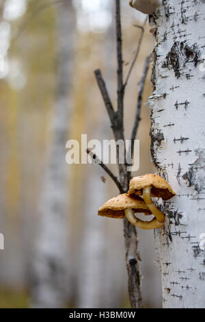 Pilze wachsen auf Birke Baum im Wald Stockfoto