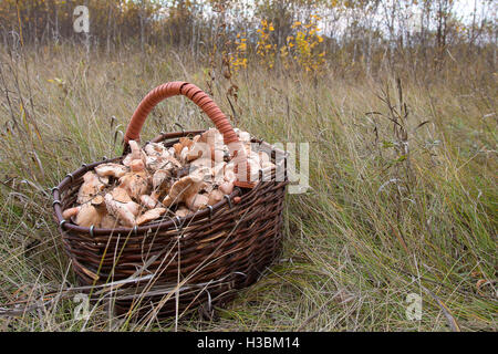 Korb voller Pilze im Rasen Stockfoto
