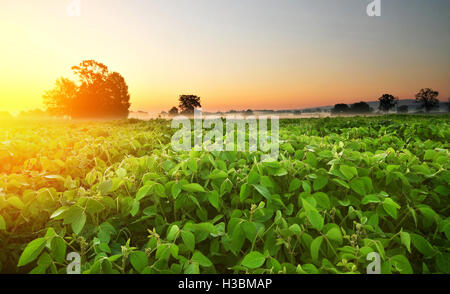 Bereich der Sojabohne in warmen frühen Morgenlicht Stockfoto