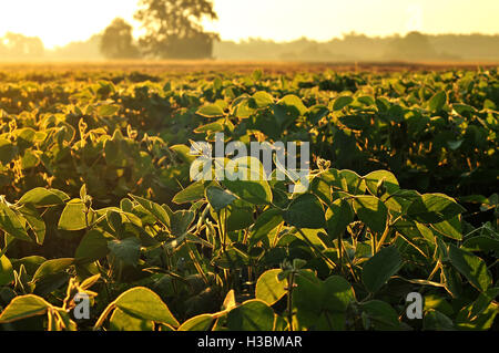 Bereich der Sojabohne in warmen frühen Morgenlicht Stockfoto