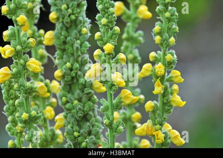 Nahaufnahme von Königskerze Blüte mit gelben Blüten Stockfoto