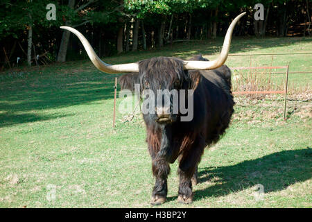 Schottischen Highlands Black Bull Kuh Kühe mit langen Hörnern Stockfoto