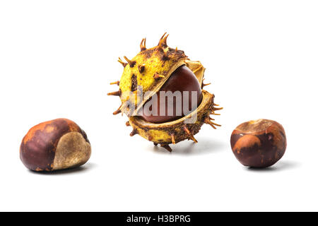 Kastanien Obst halb offen und verrückt auf weißem Hintergrund Stockfoto