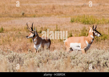 Gabelbock (Antilocapra Americana) in Lamar Valley, Yellowstone-Nationalpark, Wyoming, USA. Stockfoto