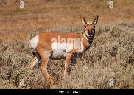 Gabelbock (Antilocapra Americana) in Lamar Valley, Yellowstone-Nationalpark, Wyoming, USA. Stockfoto