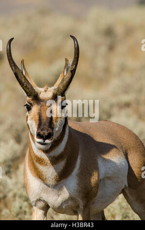 Gabelbock (Antilocapra Americana) in Lamar Valley, Yellowstone-Nationalpark, Wyoming, USA. Stockfoto