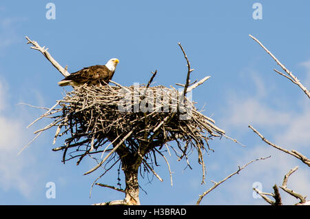 Weißkopf-Seeadler Nest in der Nähe von Madison, Yellowstone-Nationalpark, Wyoming, USA. Stockfoto