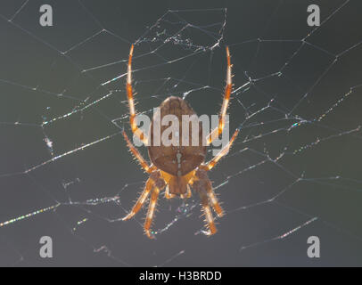 Kreuzspinne, Garten Orb-Weaver oder Kreuzspinne (Araneus Diadematus) in Surrey, England Stockfoto