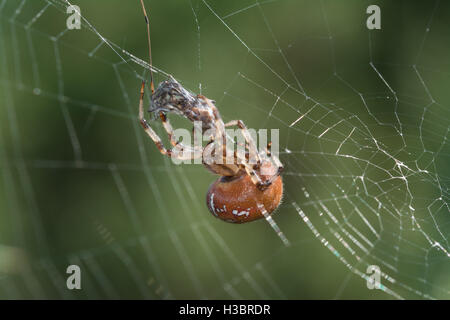 Bunte weiblich 4-spotted orb-weaver Spider (Araneus Quadratus) mit Beute im Netz gefangen in Surrey, Großbritannien Stockfoto