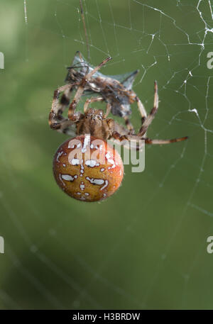 Bunte weiblich 4-spotted orb-weaver Spider (Araneus Quadratus) mit Beute im Netz gefangen in Surrey, Großbritannien Stockfoto