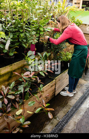 Weibliche Florist Prüfung Topfpflanze Stockfoto