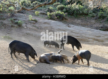 Korsischen Schweine am Berghang Stockfoto