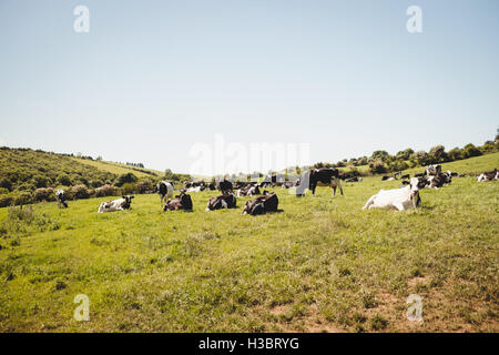 Kuhherde im Feld Stockfoto