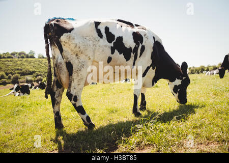 Herde von Kühen, die im Bereich Stockfoto