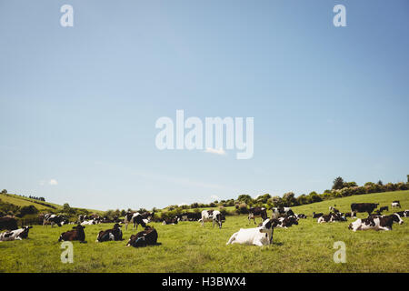 Kuhherde im Feld Stockfoto