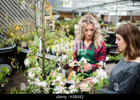 Floristen und Frau Blumen betrachten Stockfoto