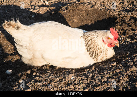 Kleine Herde von acht Freilandhaltung Huhn Hühner, die in einem eingezäunten Bereich in einem Garten hinter dem Haus durchstreifen. Kleines Ei-Produktion für zu Hause use.UK. Stockfoto