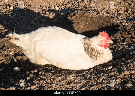 Kleine Herde von acht Freilandhaltung Huhn Hühner, die in einem eingezäunten Bereich in einem Garten hinter dem Haus durchstreifen. Kleines Ei-Produktion für zu Hause use.UK. Stockfoto