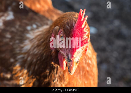 Kleine Herde von acht Freilandhaltung Huhn Hühner, die in einem eingezäunten Bereich in einem Garten hinter dem Haus durchstreifen. Kleines Ei-Produktion für zu Hause use.UK. Stockfoto