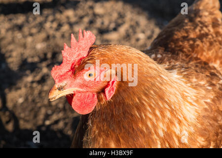 Kleine Herde von acht Freilandhaltung Huhn Hühner, die in einem eingezäunten Bereich in einem Garten hinter dem Haus durchstreifen. Kleines Ei-Produktion für zu Hause use.UK. Stockfoto