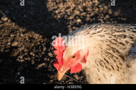 Kleine Herde von acht Freilandhaltung Huhn Hühner, die in einem eingezäunten Bereich in einem Garten hinter dem Haus durchstreifen. Kleines Ei-Produktion für zu Hause use.UK. Stockfoto