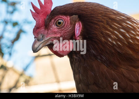 Kleine Herde von acht Freilandhaltung Huhn Hühner, die in einem eingezäunten Bereich in einem Garten hinter dem Haus durchstreifen. Kleines Ei-Produktion für zu Hause use.UK. Stockfoto