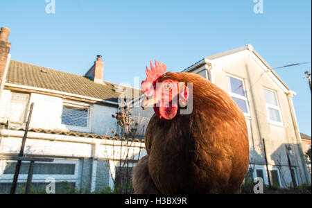 Kleine Herde von acht Freilandhaltung Huhn Hühner, die in einem eingezäunten Bereich in einem Garten hinter dem Haus durchstreifen. Kleines Ei-Produktion für zu Hause use.UK. Stockfoto