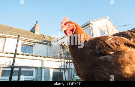 Kleine Herde von acht Freilandhaltung Huhn Hühner, die in einem eingezäunten Bereich in einem Garten hinter dem Haus durchstreifen. Kleines Ei-Produktion für zu Hause use.UK. Stockfoto