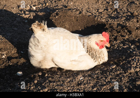 Kleine Herde von acht Freilandhaltung Huhn Hühner, die in einem eingezäunten Bereich in einem Garten hinter dem Haus durchstreifen. Kleines Ei-Produktion für zu Hause use.UK. Stockfoto