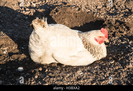 Kleine Herde von acht Freilandhaltung Huhn Hühner, die in einem eingezäunten Bereich in einem Garten hinter dem Haus durchstreifen. Kleines Ei-Produktion für zu Hause use.UK. Stockfoto