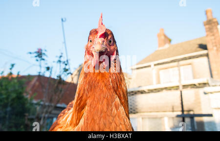 Kleine Herde von acht Freilandhaltung Huhn Hühner, die in einem eingezäunten Bereich in einem Garten hinter dem Haus durchstreifen. Kleines Ei-Produktion für zu Hause use.UK. Stockfoto