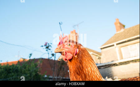 Kleine Herde von acht Freilandhaltung Huhn Hühner, die in einem eingezäunten Bereich in einem Garten hinter dem Haus durchstreifen. Kleines Ei-Produktion für zu Hause use.UK. Stockfoto