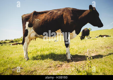 Kuh auf der Wiese stehen Stockfoto