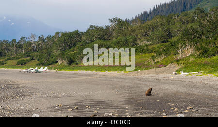 Ein Alaska Küste Braunbär sitzt am Ufer des Chinitna Bay, Lake-Clark-Nationalpark, Alaska. Stockfoto