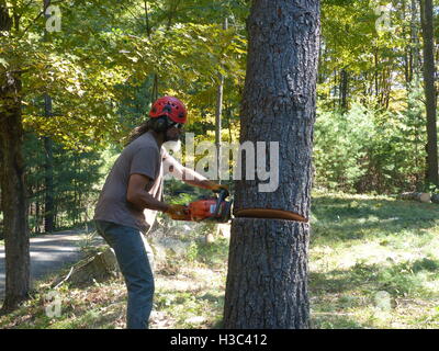 Holzfäller Abholzen Kiefer mit Husqvarna Kettensäge Stockfoto