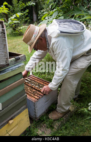 Imker Honig Frame vom Bienenstock zu entfernen Stockfoto