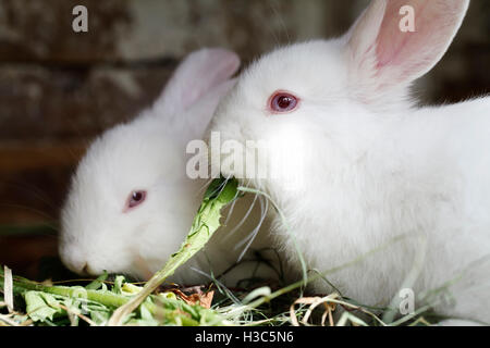 zwei weiße Kaninchen essen frische Gräser Fluss Stockfoto