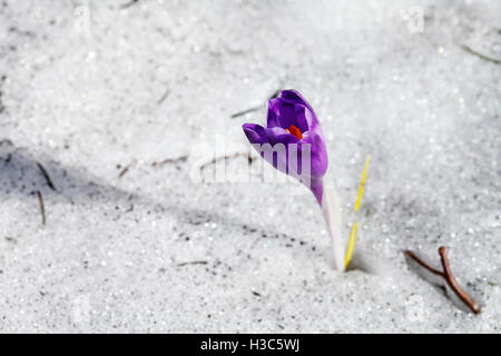 Frühling, Natur, Hintergrund blühen lila Krokus Blume im Schnee Stockfoto