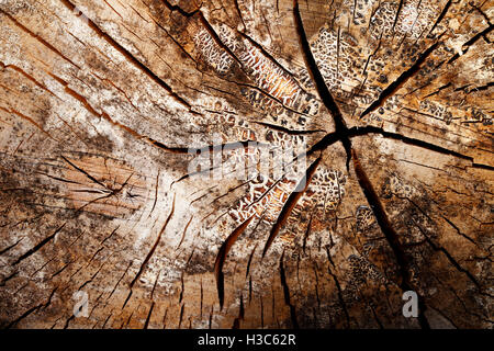 alte Vintage Holz Textur, Grunge Hintergrund, Risse Stockfoto